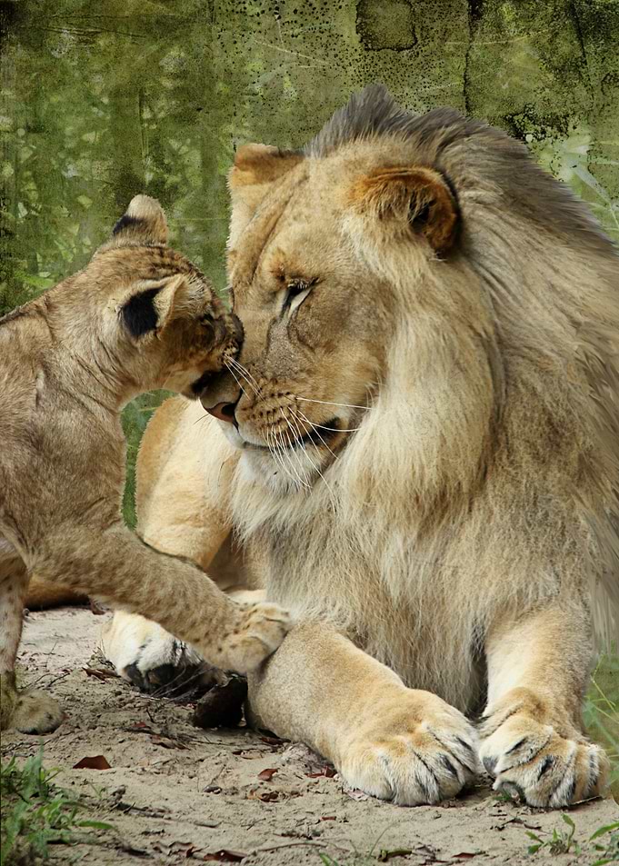 Love You Dad