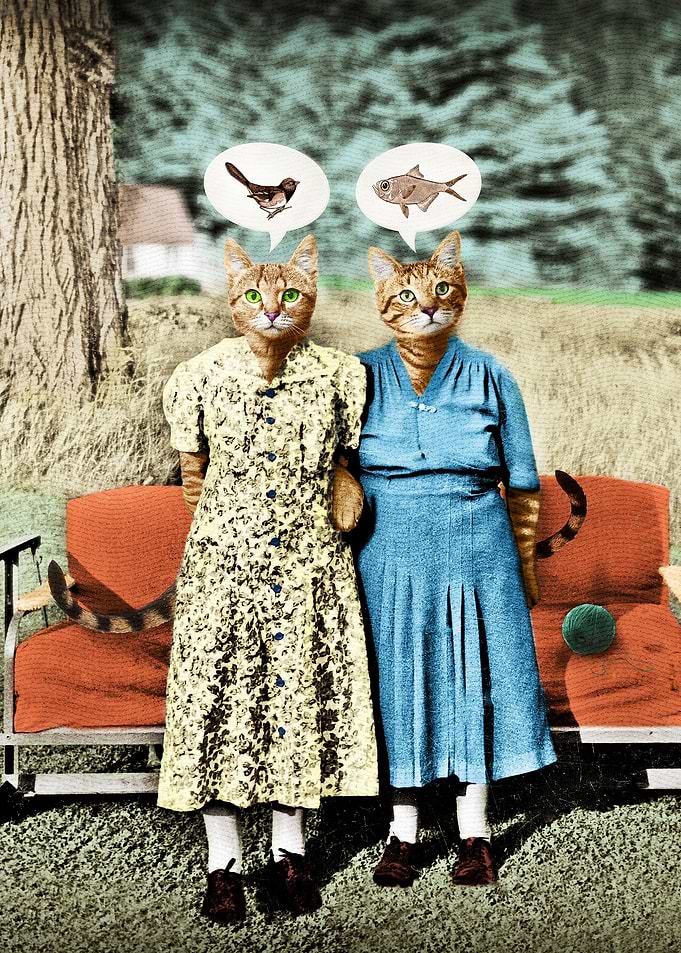Two Cool Kitties