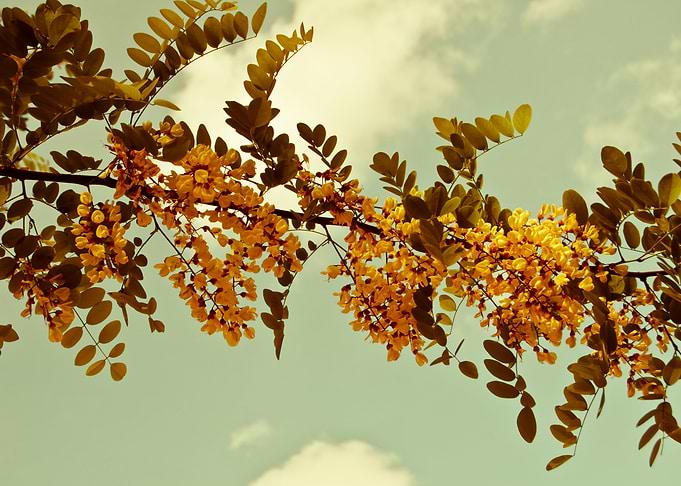 Flowers in the sky