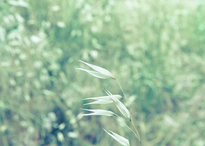 Nature green