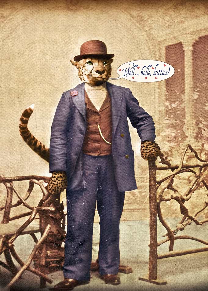 One Cool Cat