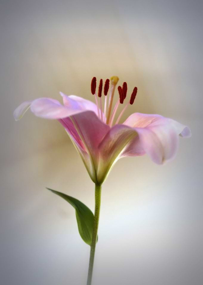 Lily the Pink