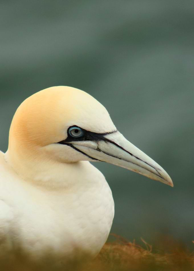 Gannet at Helgoland - a northsea Island of germany