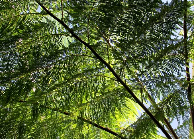 Nature's Veil