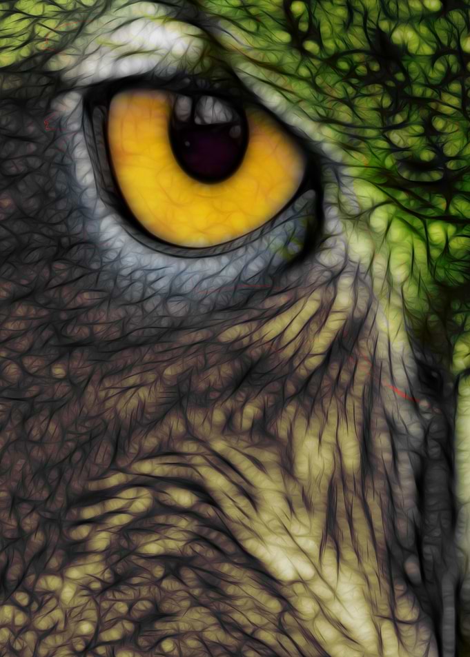 Tree Owl CB