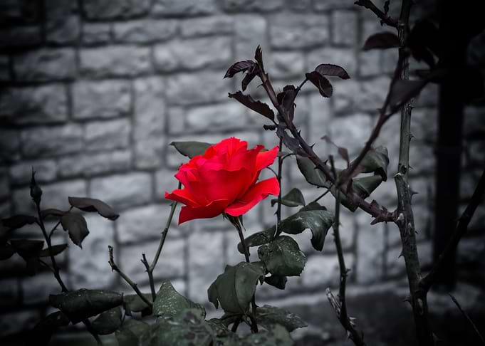 Rose In The Dark