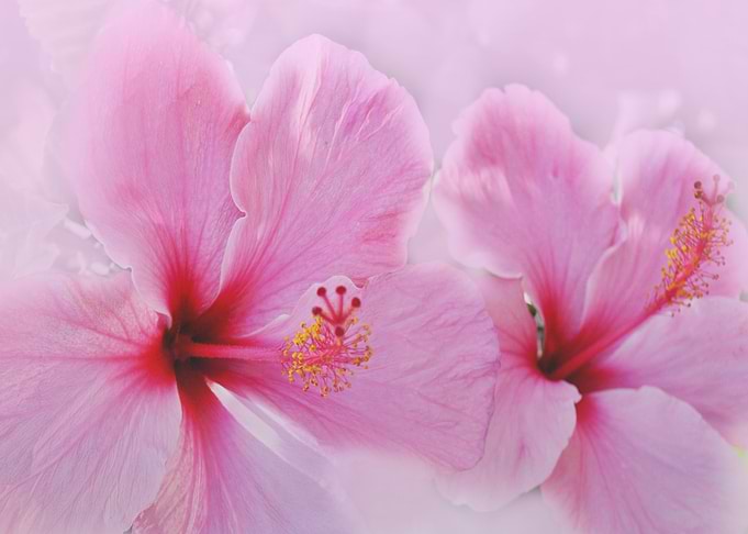 Summer Flower CB