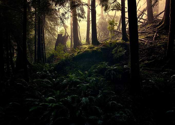 Lambent Mists