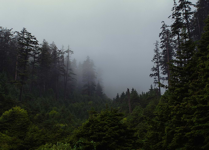 Into The Wild