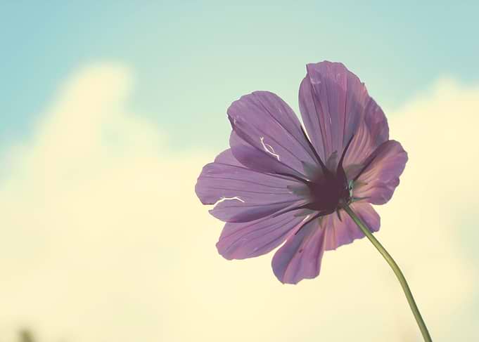 Torn but Never Broken