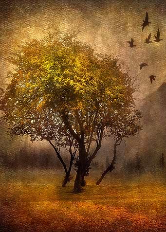 Tree and Birds