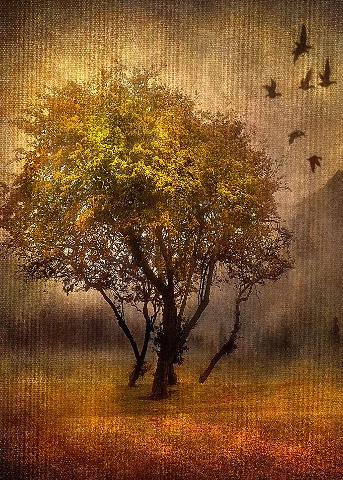 Tree and Birds