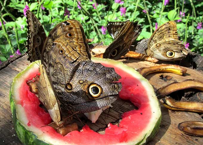 Butterfly Buffett