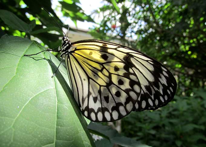 Beautiful Butterfly