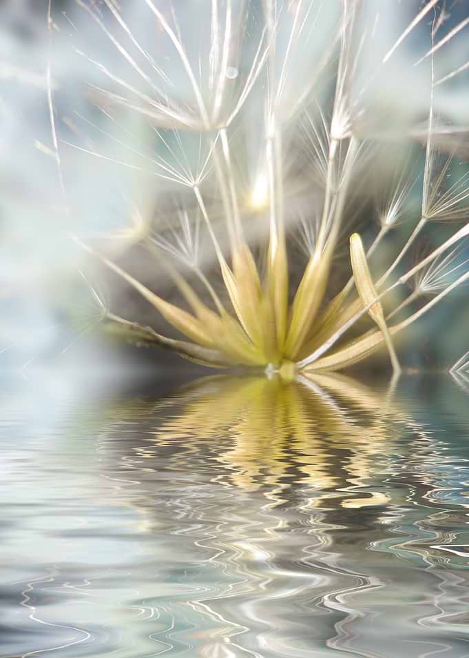 DANDELION FANTASY 2 CB