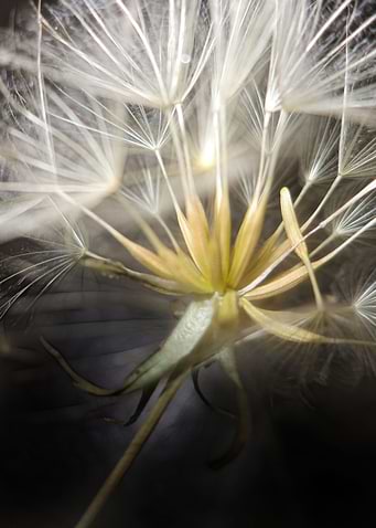 DANDELION FANTASY CB