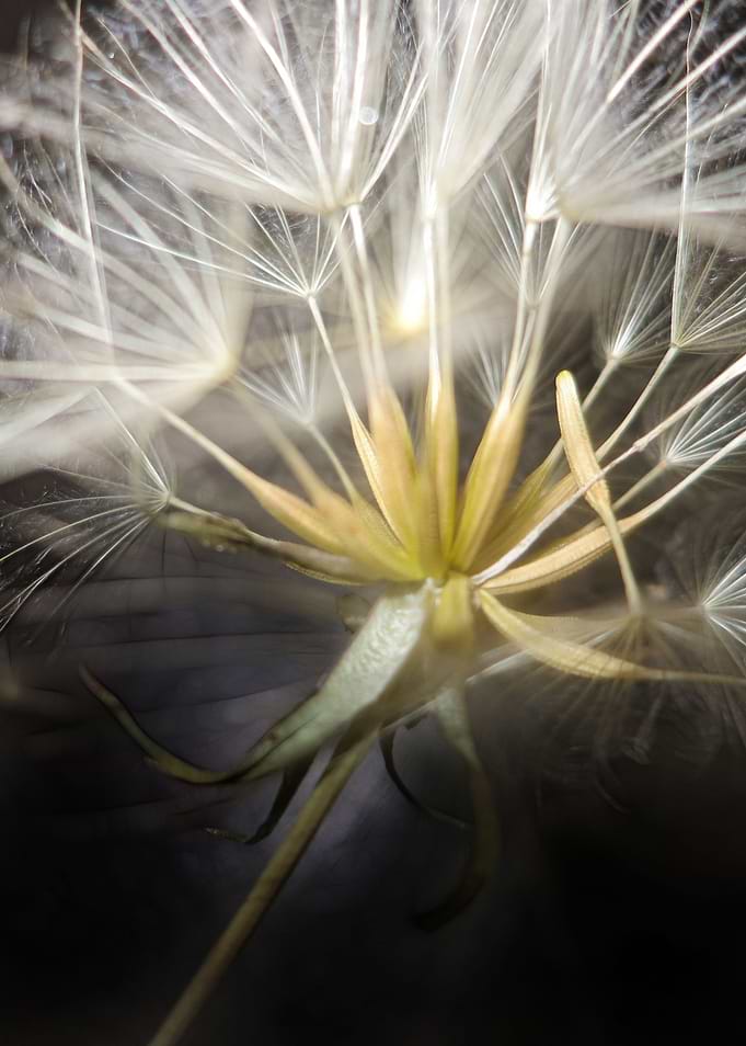 DANDELION FANTASY CB