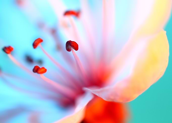 Blossom in Blue