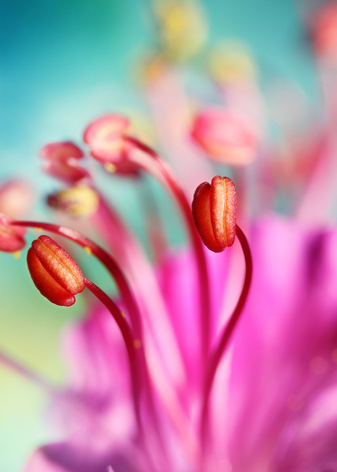 Geranium Candy