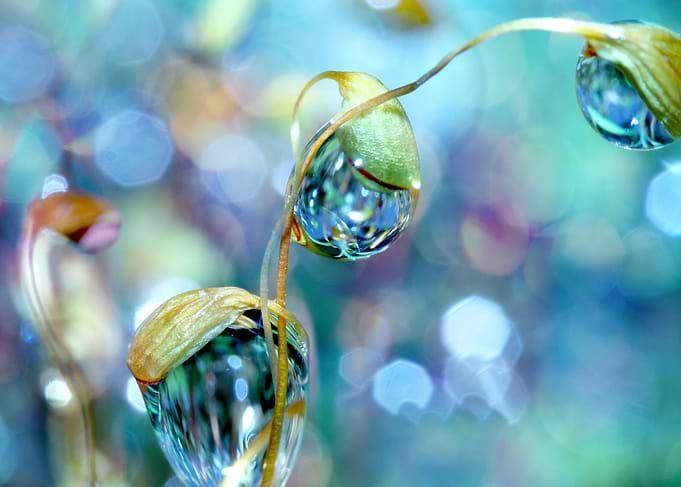 Rainbow Moss Drops