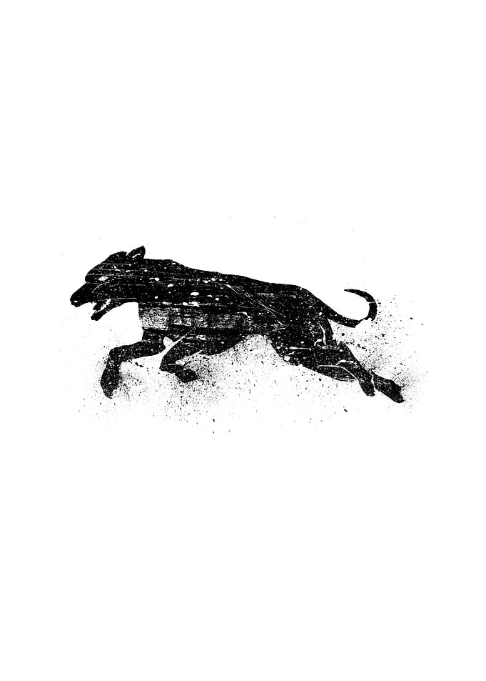 Black dog