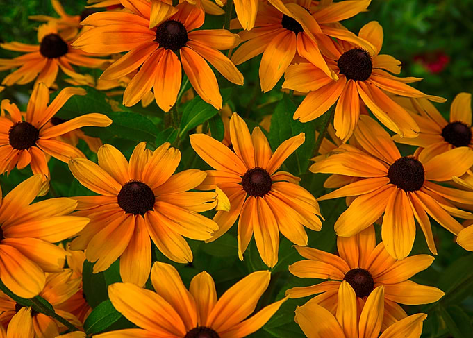 Field of Gold
