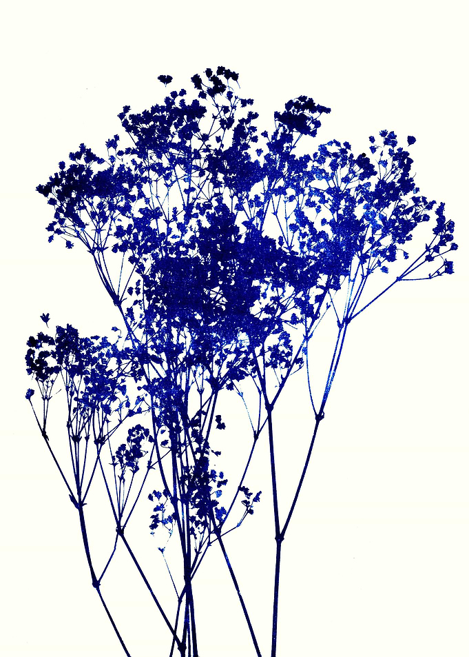 Baby's Breath Indigo