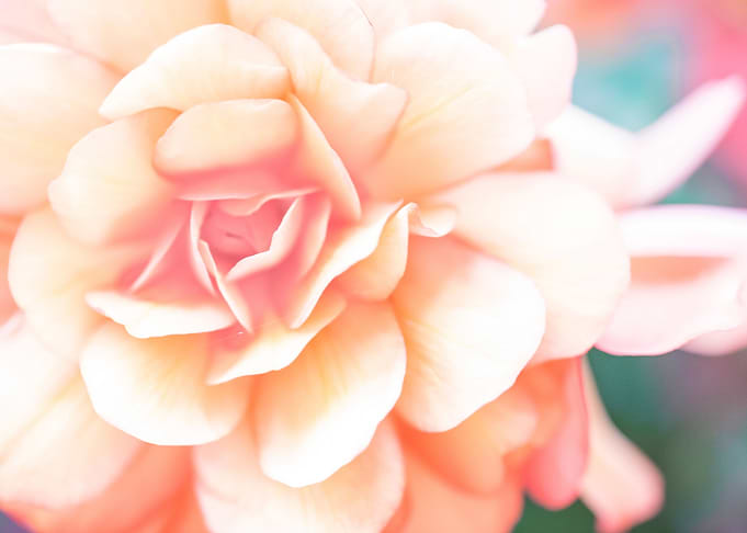 Pastel Rose