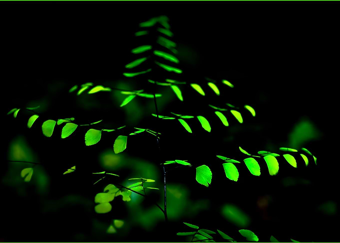 Costa Rican Fern