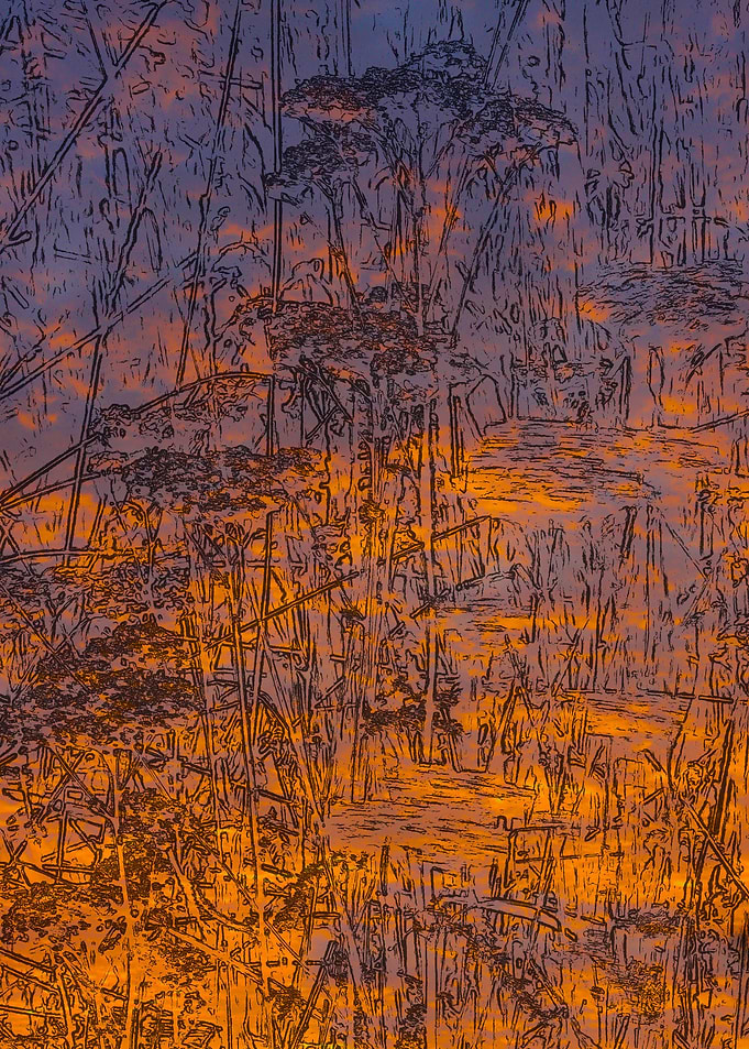 Burning Bush