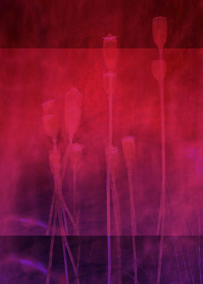 Poppy Night