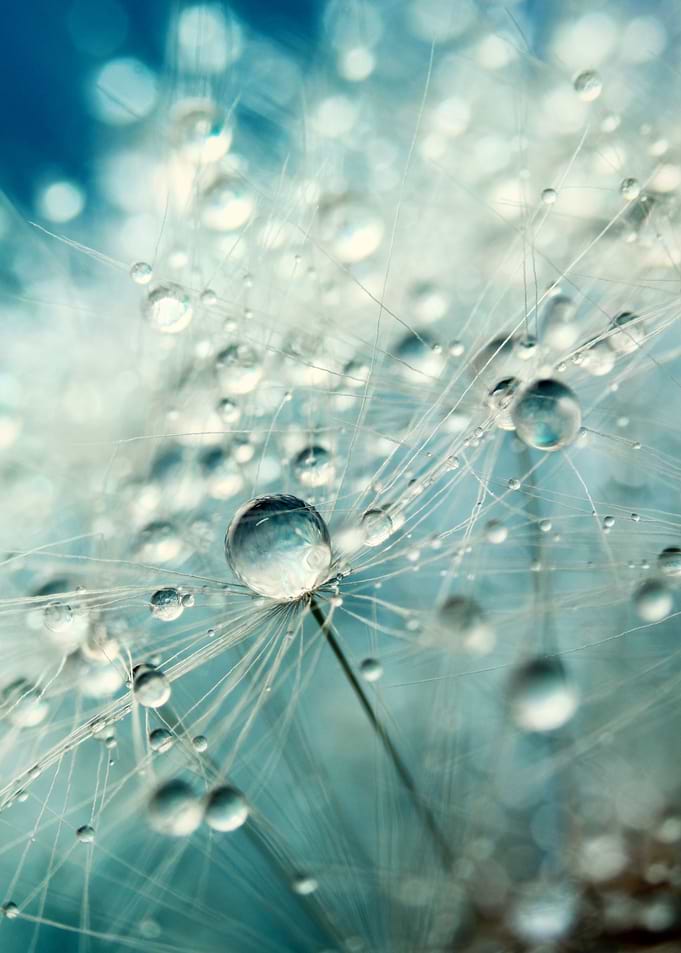 Dandelion Starburst