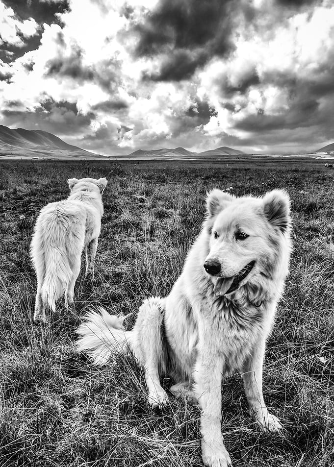 the Guardians