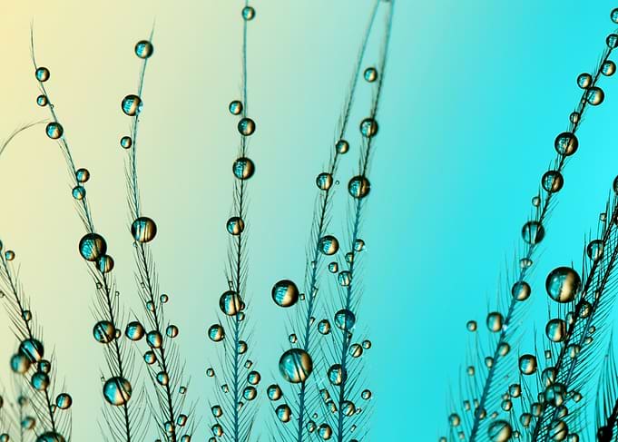 Feather Drops with Blue