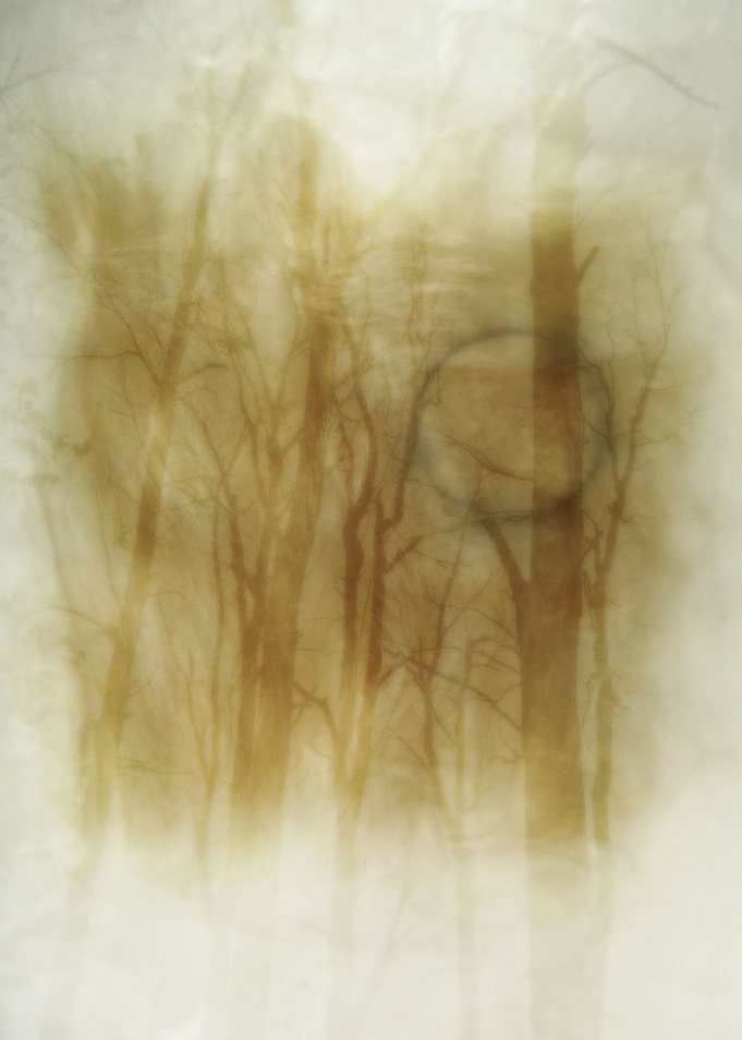 Trees