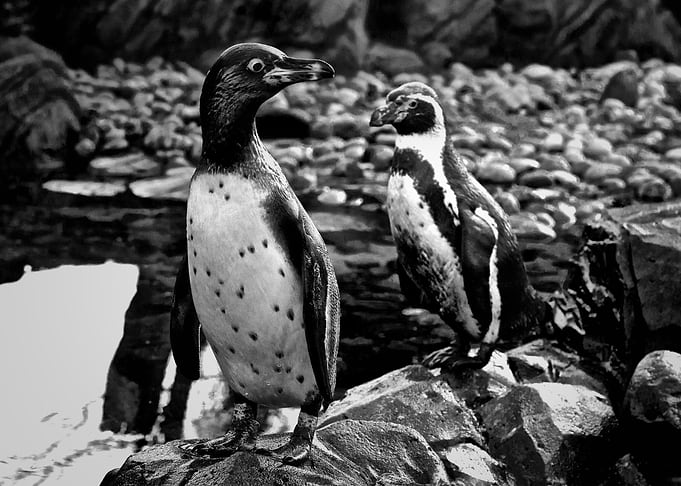 A Pair of Penguins