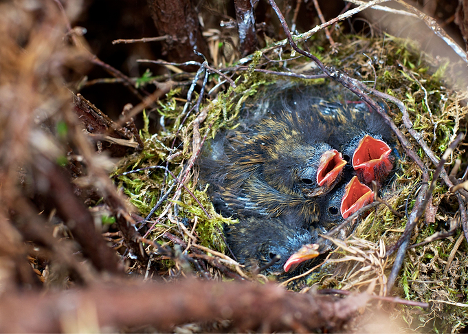 The Birth of Life