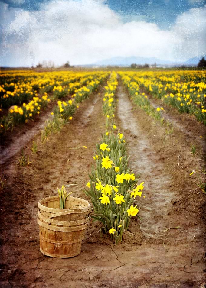 Daffodils