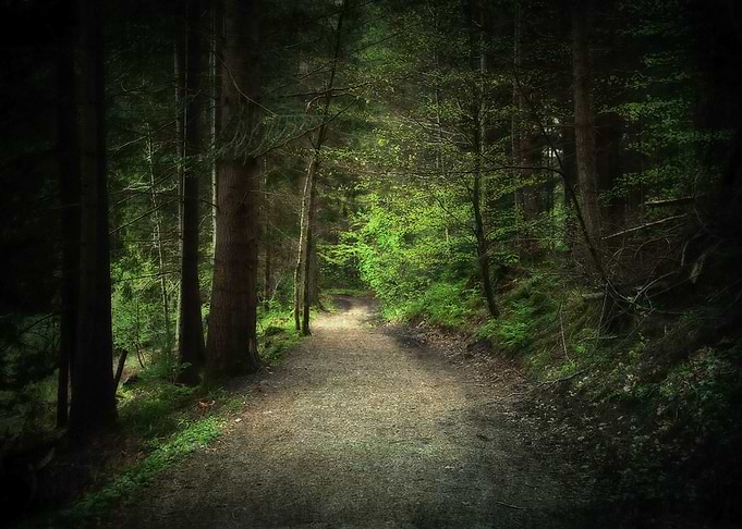 Forest Path
