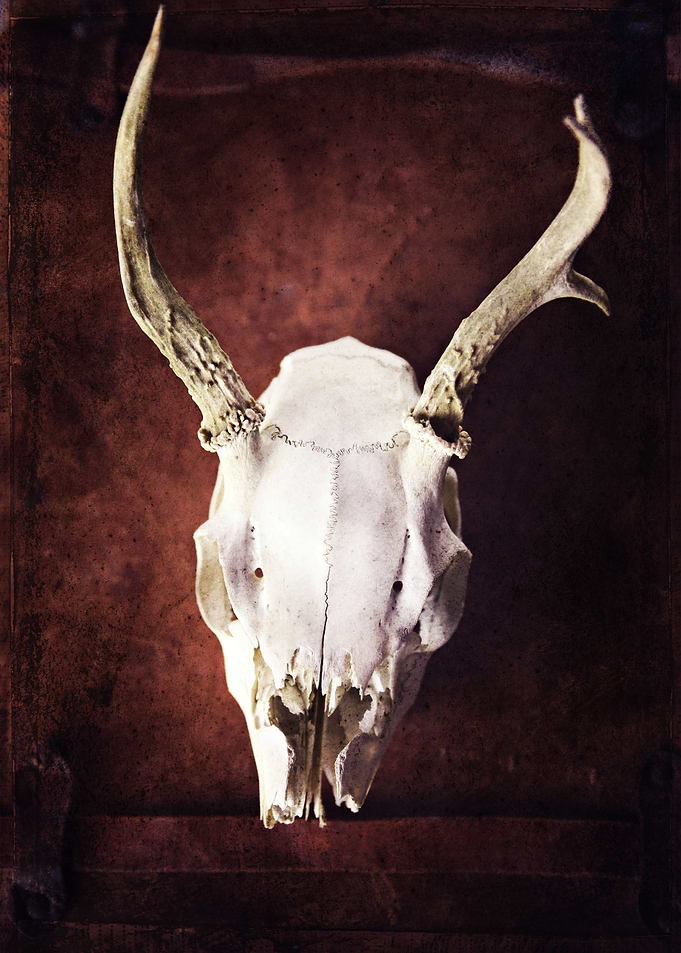 skull