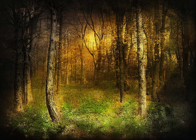 Forest Sun Rays