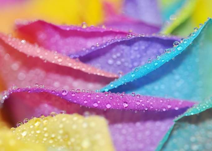 Pastel Waves - macro photography, abstract, petals, wat ...