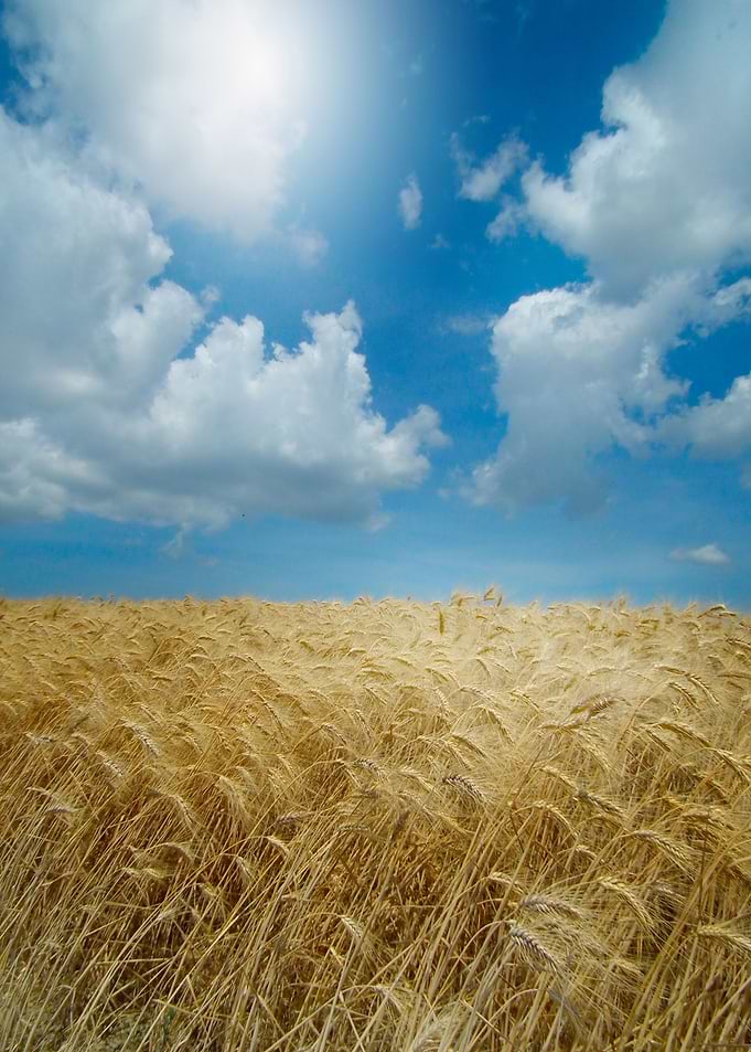 Summertime (Sunny sky over ripe crop)