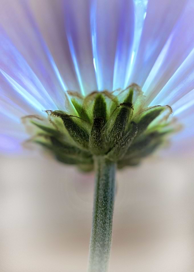 Daisy Macro petals