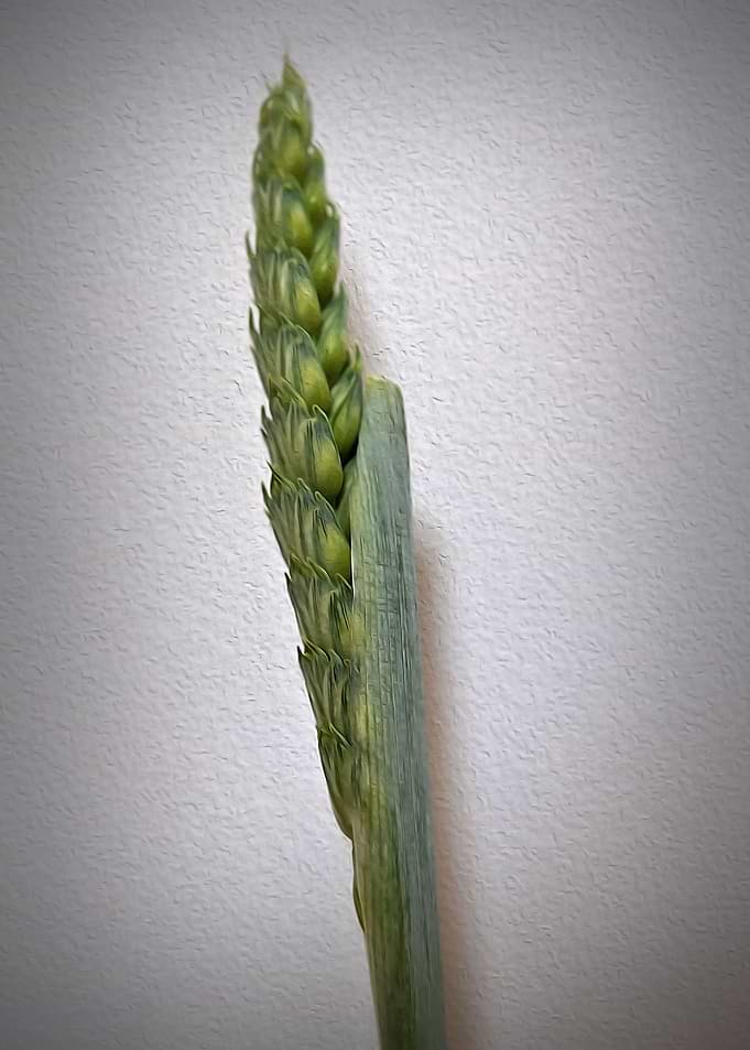 Grass Seed Stalk oils effect
