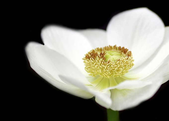 Anemone Center