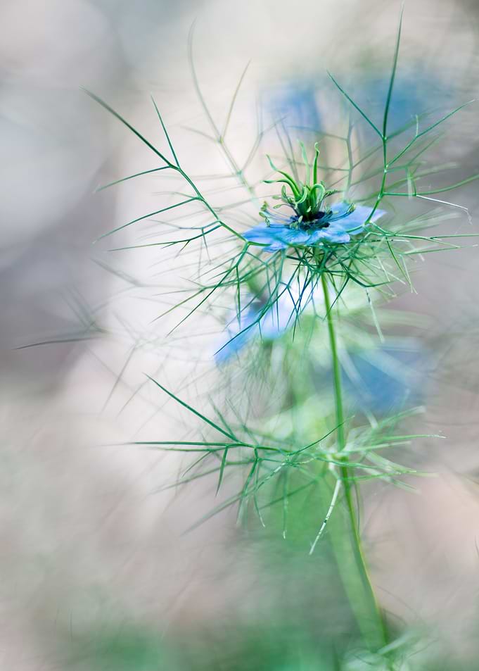 Nigella