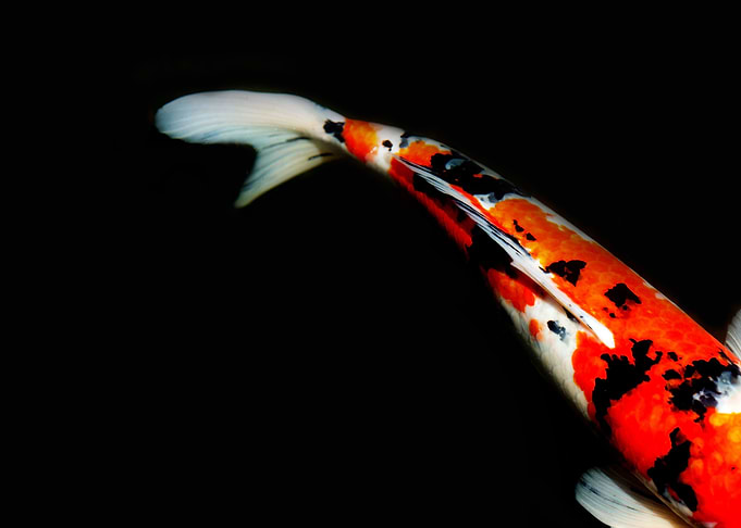 Koi Tail #1