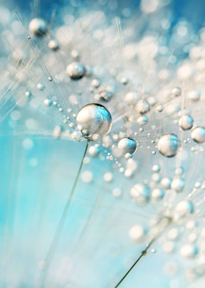 Dandelion seed with water drops