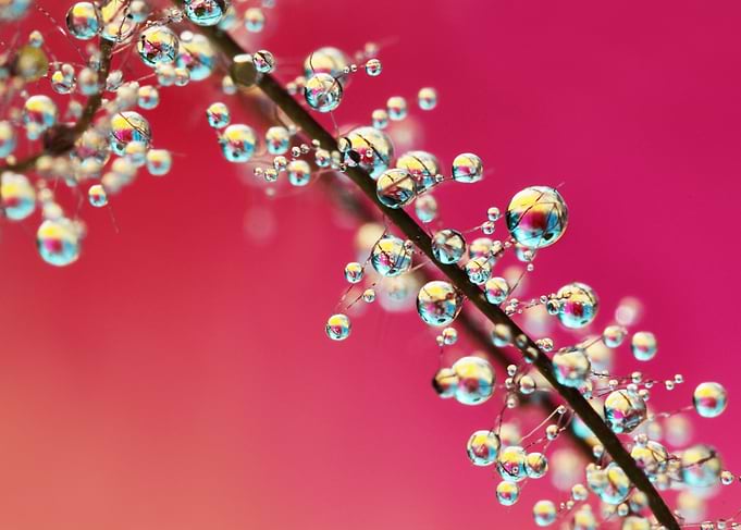 Water drops on 'Smoke Bush'